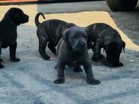 30 Günlük Cane Corso Yavrularımız