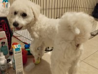 14 Aylık Eğitimli Maltese Terrier Ölü Fiyatta