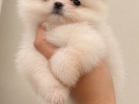 Teacup Kore Pomeranian 