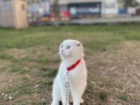 Sevimli Scottish Fold