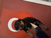 40 günlük koca kafa rottweiler yavrular