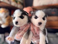 Masmavi gözleriyle husky sibirya kurdu yavrularımız