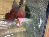 5 yaşlarında 10 cm ya da daha fazla büyüklükte flowerhorn