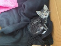 ANTALYA MERKEZ ANNESİ YOK YYAVRU TEKİR KEDİ