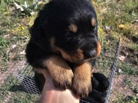 Üst sekmen rottweiler dişi erkek yavrular