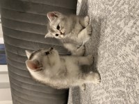 Sevimli british shorthair kediler