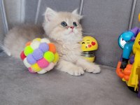 Golden erkek bebek british longhair