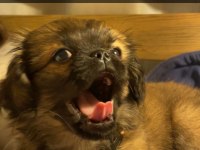 sisi pekinez köpeği