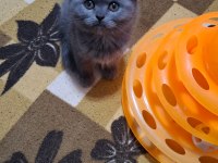 Scottish Fold Minnoşum