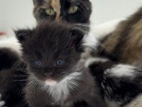 ÖZEL MAINE COON SAFKAN YURT DİŞİ YAVRULARI