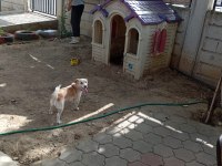 2 yaşında dişi köpeğimiz yuvasını arıyor