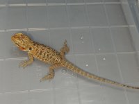 SİLKBACK SAKALLI EJDER (NADİR MORPH)