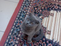 Scottish fold yavru