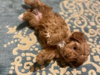 MALTİPOO YAVRULARIMIZ HAZIRDIR