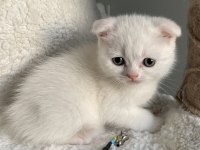 İyi huylu scottish fold