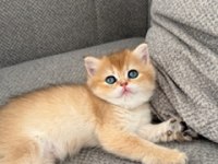 BRİTİSH SHORTHAİR GOLDEN BEBEKLER
