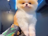Pomeranian Boo Köpeğimiz