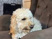OYUNCU İLGİ BAĞIMLISI POODLE