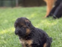 Orjinal alman kurdu köpeği