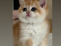 Show Kalite Safkan Golden British Yavrular