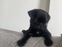 Pug Yavruları