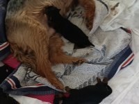10 Temmuz Doğumlu Orjinal Yorkshire Terrier Yavruları