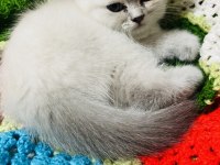 British shorthair