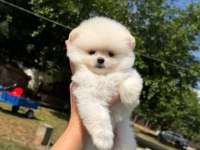Yavru Pomeranian Boolarımız