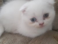beyaz scottish fold