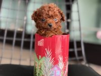Show kalite tea cup kore toy poodle ziyarete açık