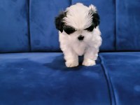 Shih tzu bebekler yeni yuvalarını arıyorlar