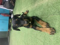 3 AYLIK DOBERMAN EĞİTİMLİ KARNELİ
