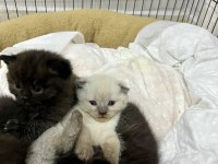 Bluepoint scottish fold ve straight bebekler rezerveye açık