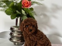 Dark brown kore yavrular