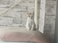 Kediyi kollayacak merhametli birisini arıyorum