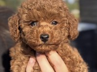 Toy Poodle Safkan Köpekler