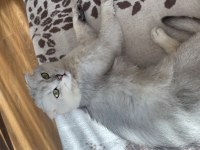 Scottish Fold Ücretsiz Sahiplendirme