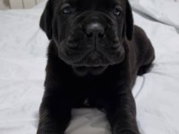 DEV CANE CORSO YAVRULARI ANKARA