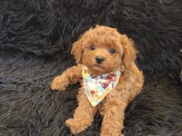 Red Toy Poodle Erkek