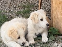 Kırmalık vardır golden köpekler
