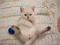 british shorthair 3 erkek yavru