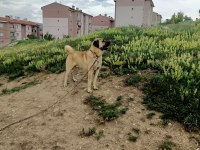 Uysal ve kaliteli kangal değerli bir hayvandır