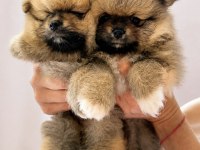 Yüksek Kalite Pomeranian Boo