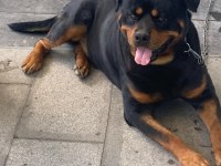 Orjinal rottweiler Maylo oğlumuza eş arıyoruz scrli