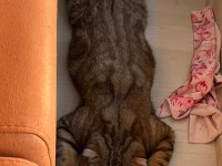 Çok sakin bir beyefendi scottish fold