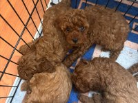 MİKRO ÇİP TAKILIP VERİLECEK POODLE