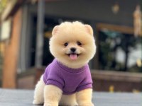 Sağlık ve ırk garantili pomeranian