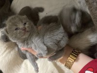 Oyuncu british shorthair yavru bebekler