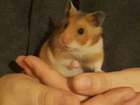 HAMSTER GONZALES YAVRULARI HERYERE GÖNDERİM
