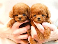 küçük ve tatlı şeker yumuk yumuk poodle